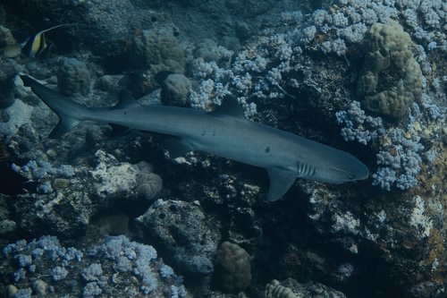 Reef Whitetip Shark