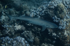 Reef Whitetip Shark