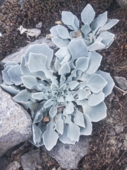 Physaria vitulifera