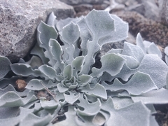 Physaria vitulifera