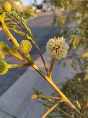 Leucaena