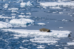 Leptonychotes weddellii