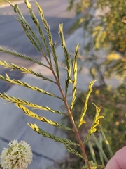 Leucaena