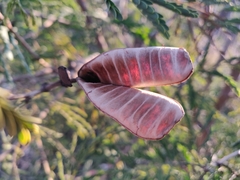 Leucaena