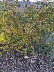 Leucaena