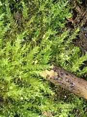 Hygroamblystegium varium