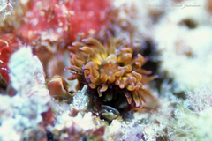 Anemonia sargassensis