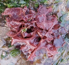 Halymenia
