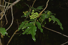 Elattostachys apetala