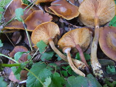 Armillaria nabsnona