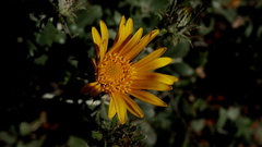 Berkheya fruticosa