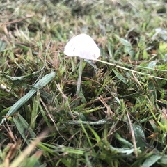 Conocybe apala albipes