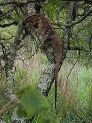Varanus albigularis albigularis