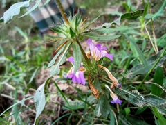 Hygrophila auriculata