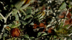 Berkheya fruticosa
