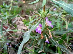 Hygrophila auriculata