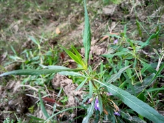 Hygrophila auriculata