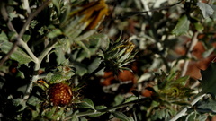 Berkheya fruticosa