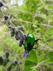 Calomacraspis splendens