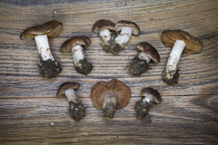 Cortinarius flavobasilis