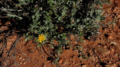 Berkheya fruticosa
