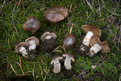 Cortinarius flavobasilis