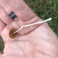 Conocybe apala albipes