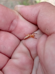 Ammotrechidae