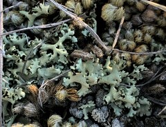 Xanthoparmelia chlorochroa