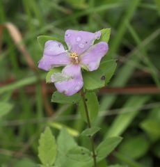 Rhexia petiolata