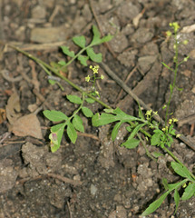 Rorippa hispida