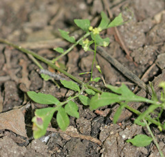 Rorippa hispida