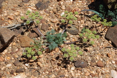 Lomatium dasycarpum dasycarpum