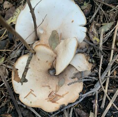 Clitocybe albirhiza