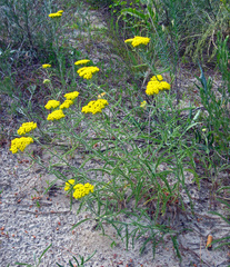 Achillea micrantha