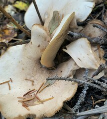 Clitocybe albirhiza