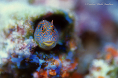 Hypsoblennius invemar