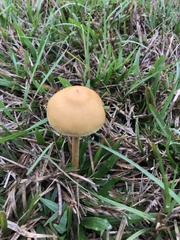 Agrocybe pediades