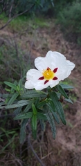 Cistus × stenophyllus