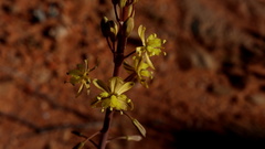 Bulbine praemorsa
