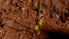 Bulbine praemorsa