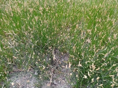 Eleocharis palustris