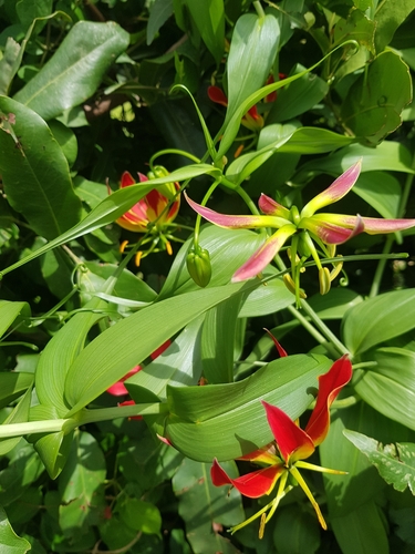 Gloriosa superba image