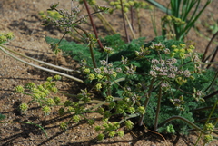 Lomatium dasycarpum dasycarpum