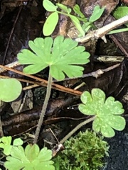 Geranium carolinianum