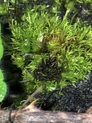 Dicranum flagellare