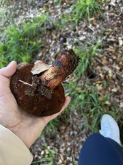 Suillellus amygdalinus