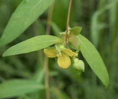 Ludwigia alternifolia