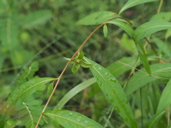 Ludwigia alternifolia