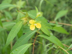 Ludwigia alternifolia